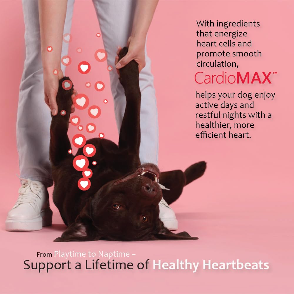 CARDIOMAX chien mange chew démontrant acceptation et simplicité d'usage