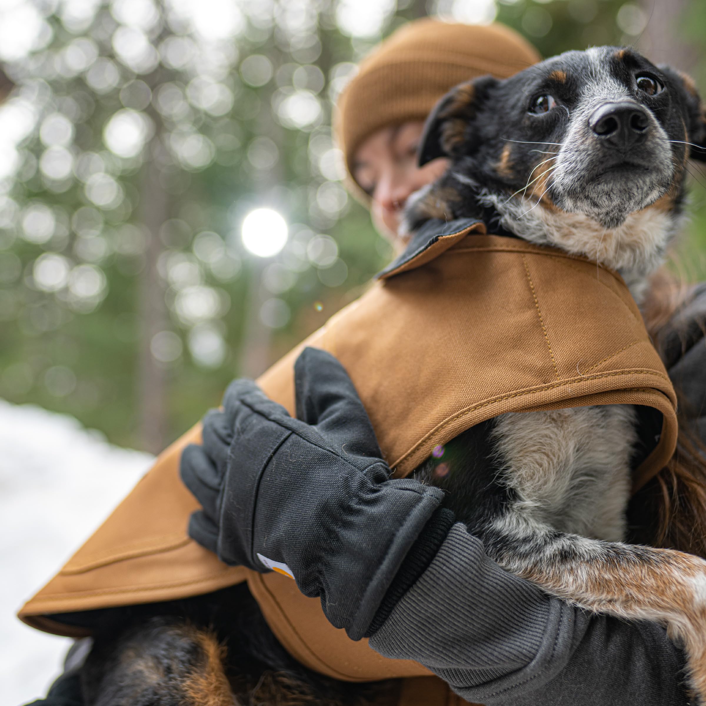 Carhartt manteau posé sur chien pour comparaison de taille et ajustement