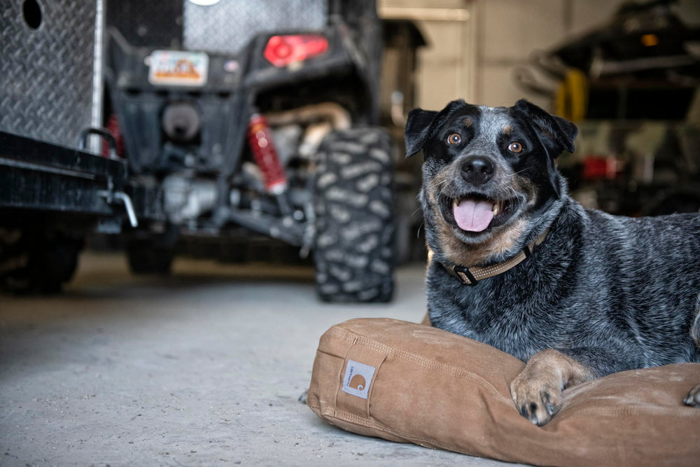 Carhartt lit installé dans un intérieur robuste pour repos durable du chien