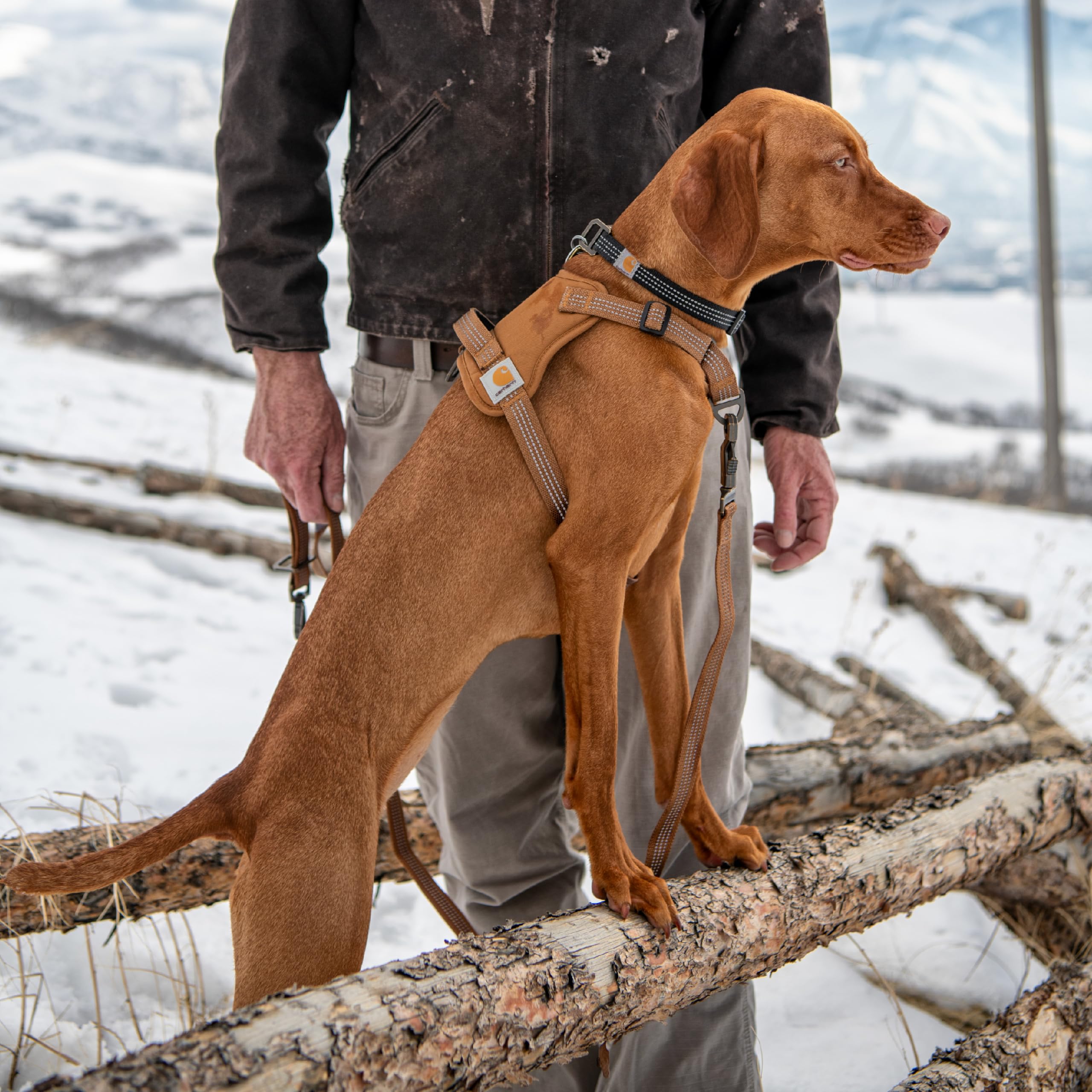 Carhartt harnais à côté d'un ruban à mesurer guide de taille clair