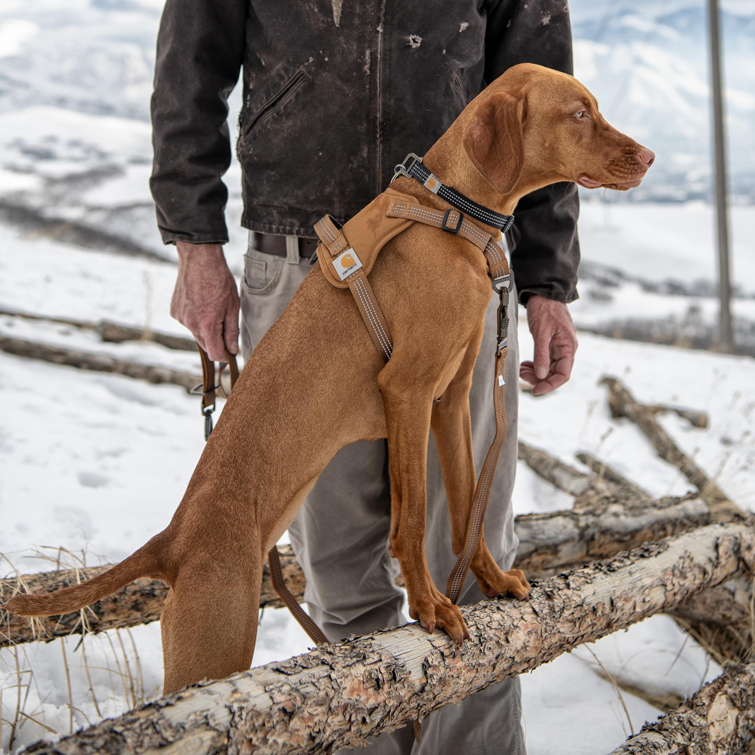 Carhartt harnais comparaison tailles pour choisir la bonne dimension