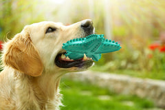 Carllg comparatif de taille à côté d'une patte, convient à plusieurs tailles de chiens