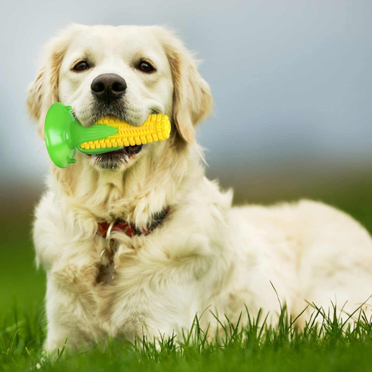 Carllg chiot en train de mâcher le jouet pour apaiser gencives et s’amuser