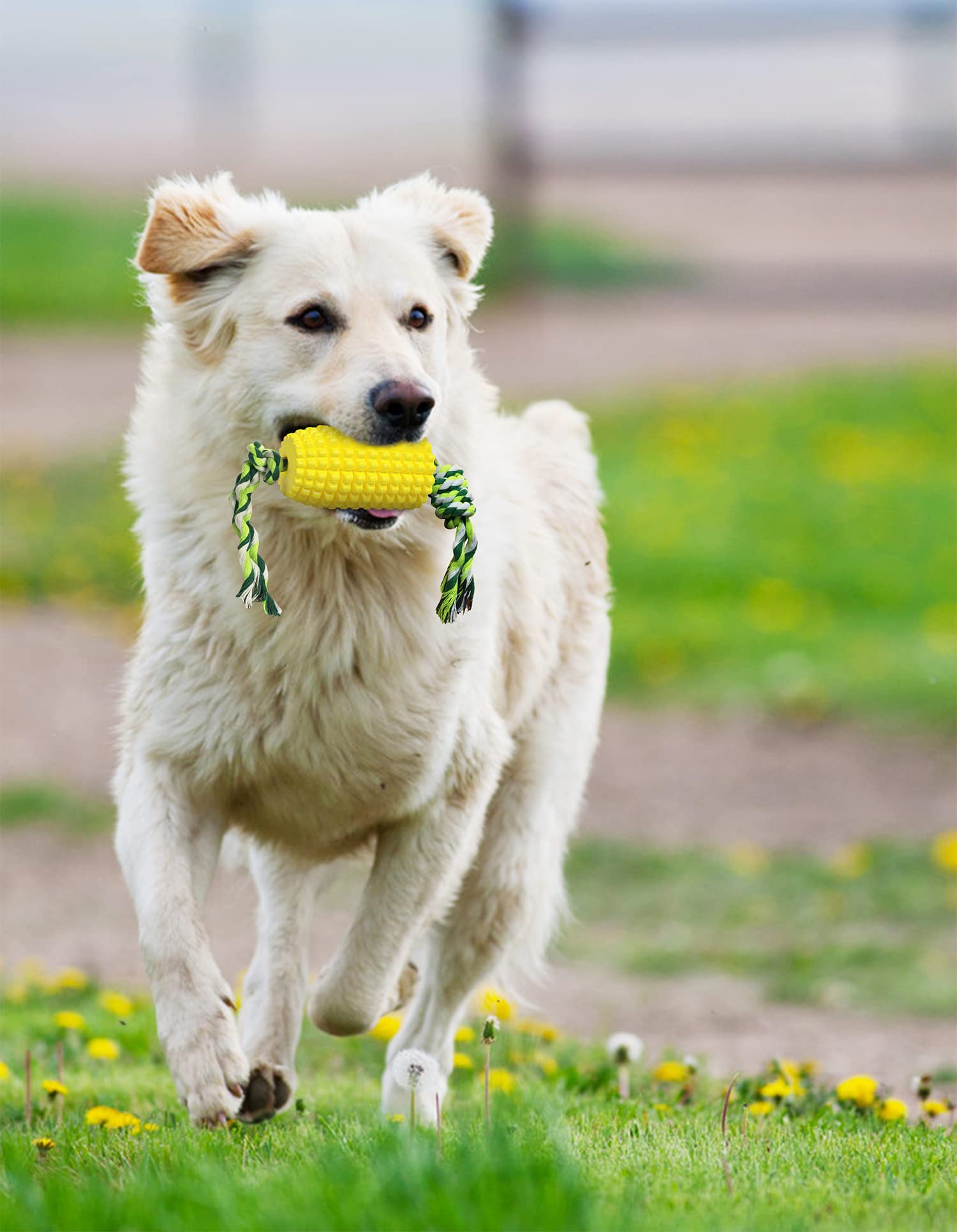 Carllg comparaison de tailles pour choisir adaptée à votre chien