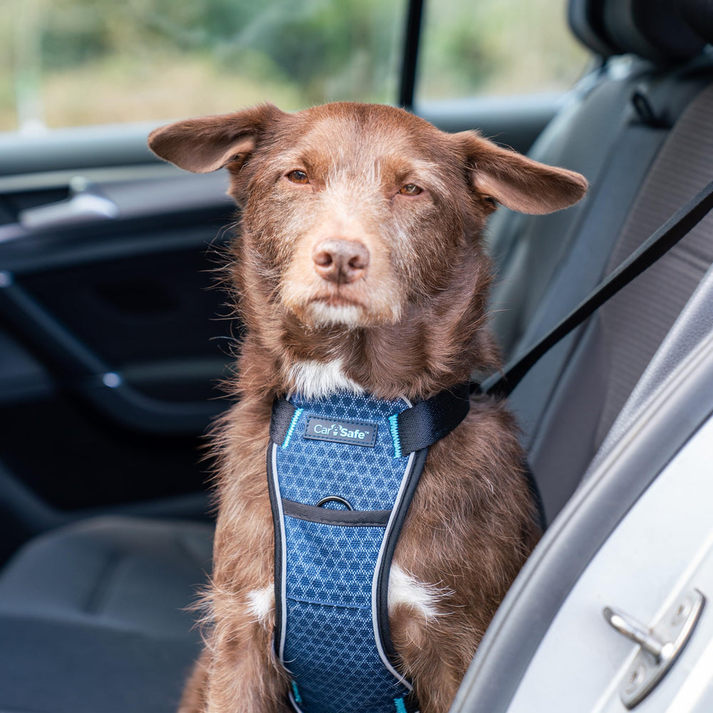 CarSafe gros plan panneau thoracique rembourré pour confort