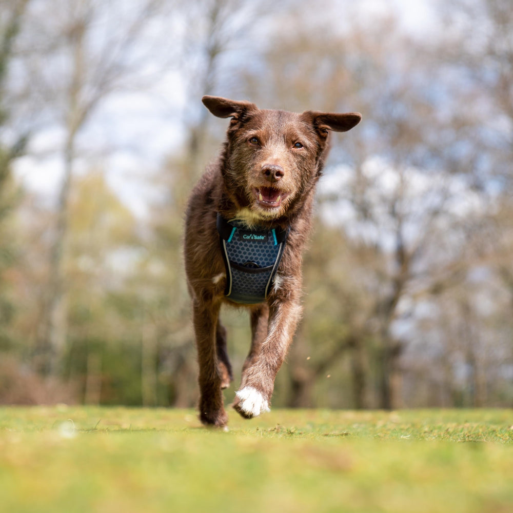 CarSafe détail boucles et attaches robustes pour sécurité