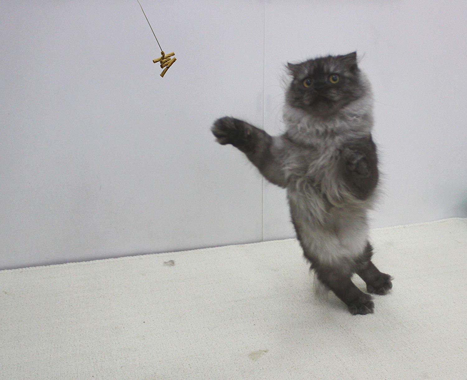 Cat Dancer gros plan sur la tige en acier à ressort montrant la durabilité
