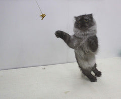 Cat Dancer gros plan sur la tige en acier à ressort montrant la durabilité