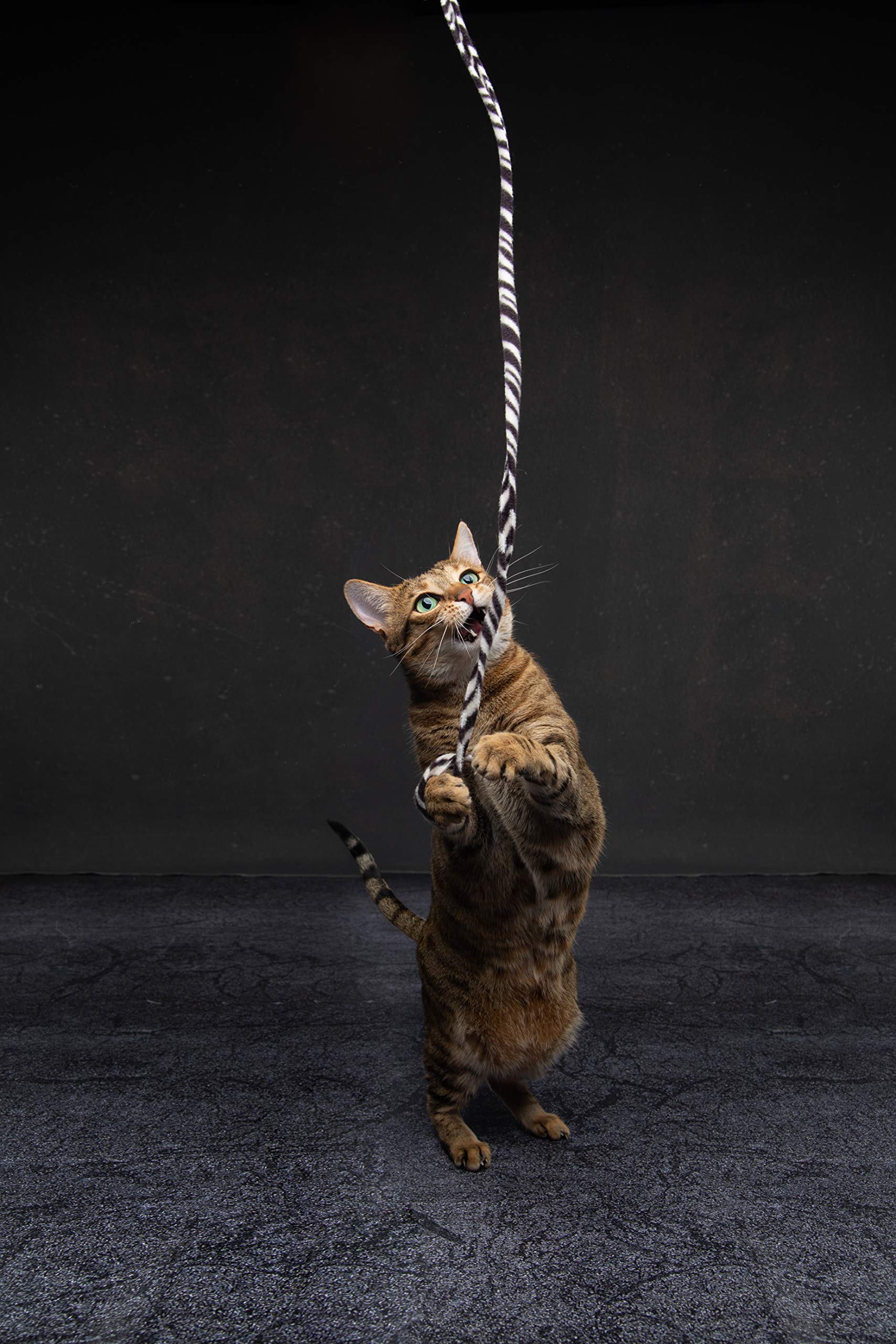Cat Dancer gros plan sur tissu polaire imprimé jungle, texture résistante et attrayante