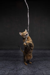 Cat Dancer gros plan sur tissu polaire imprimé jungle, texture résistante et attrayante