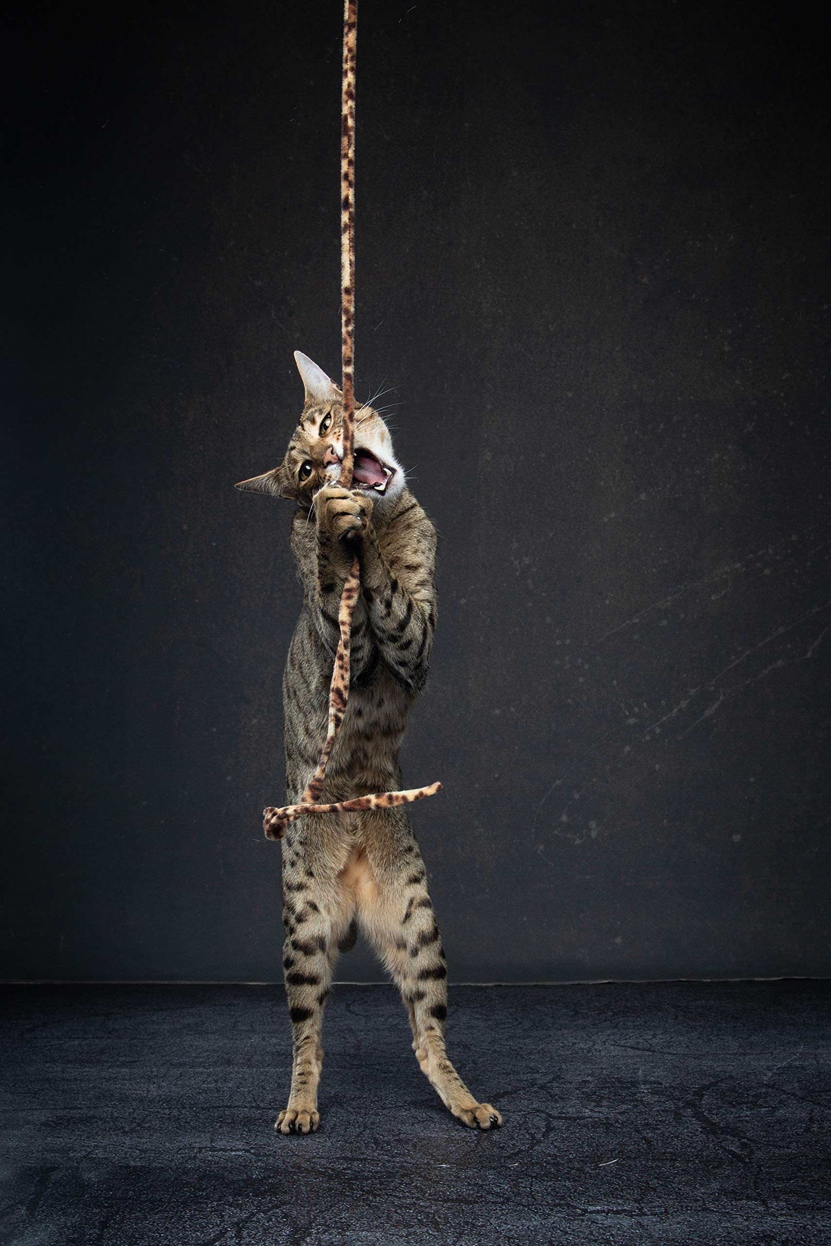 Cat Dancer jouet en usage par un chat adulte en train de chasser, stimule l'activité
