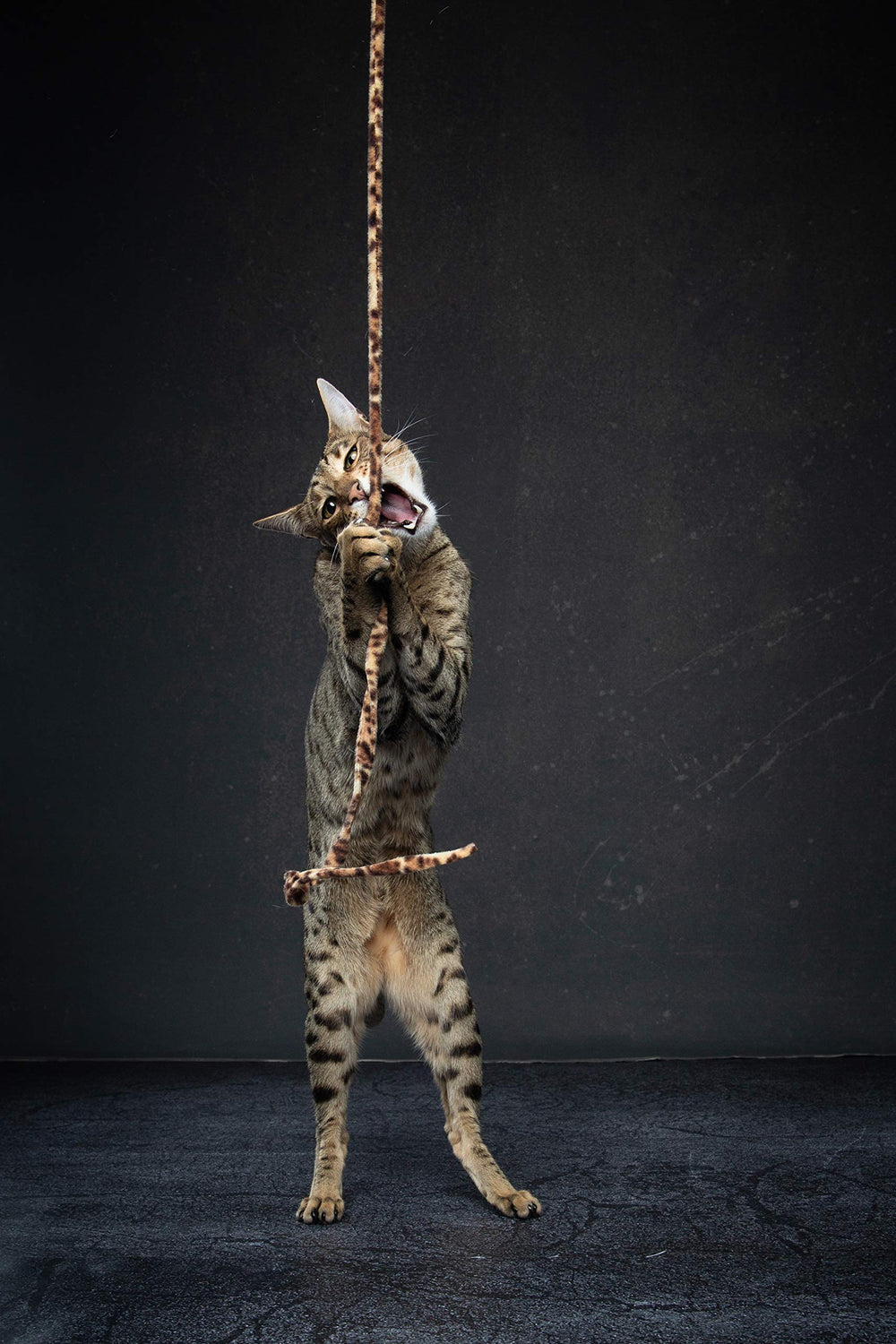Cat Dancer jouet en usage par un chat adulte en train de chasser, stimule l'activité
