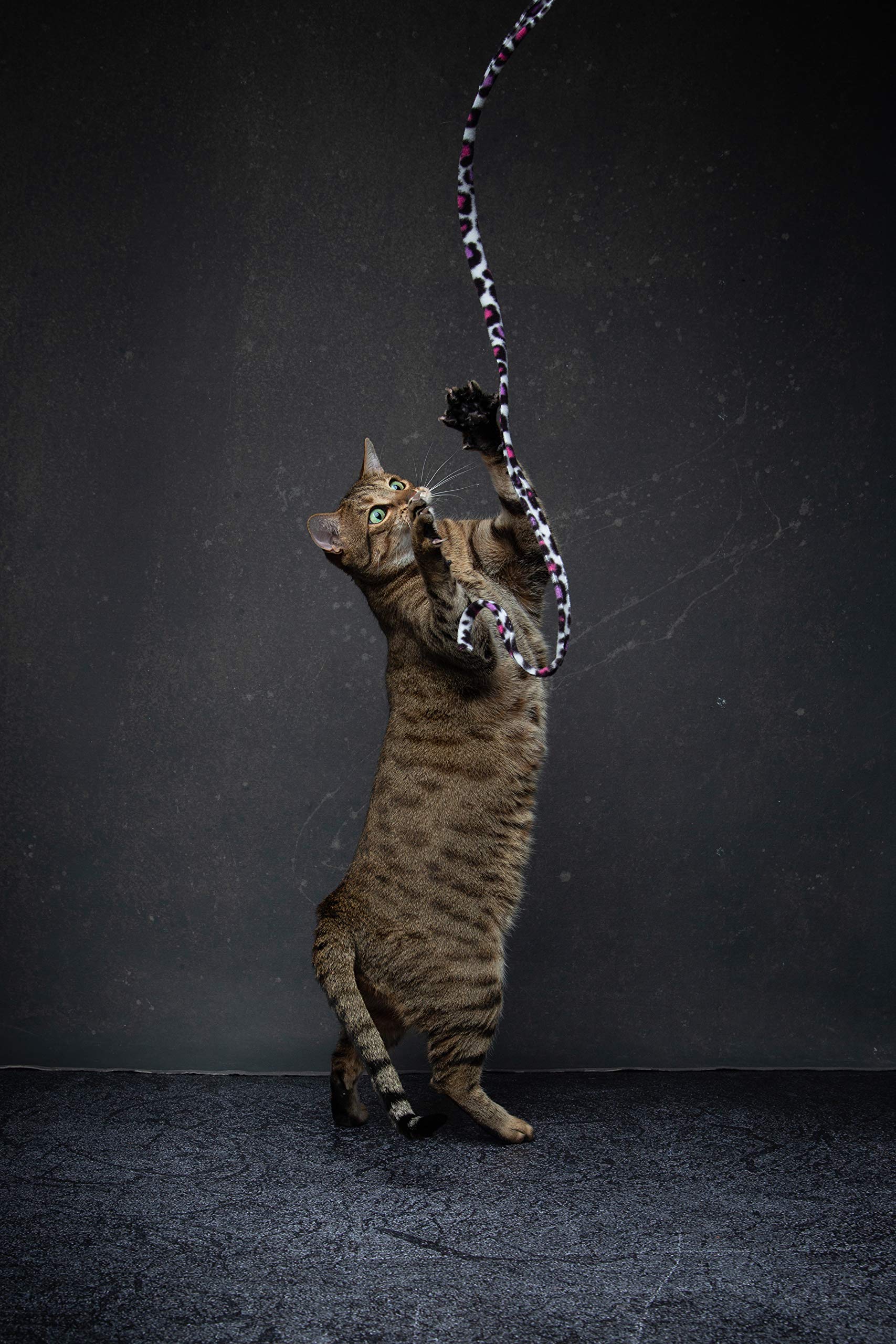 Cat Dancer canne en action avec un chaton sautant, favorise exercice et agilité