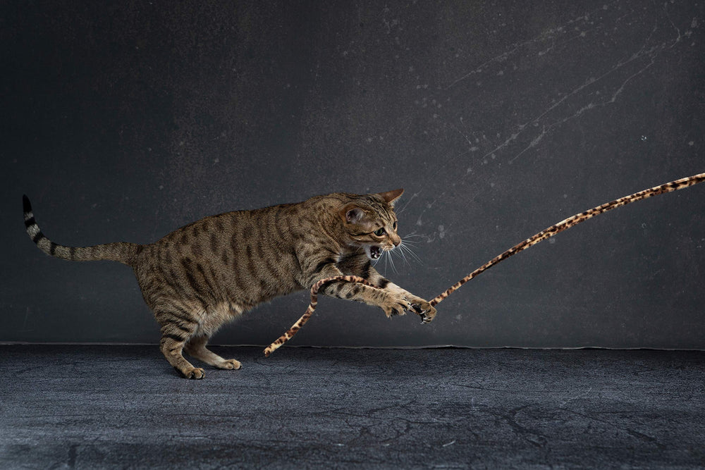 Cat Dancer détail de la tige en polycarbonate incassable, sécurité et robustesse visibles