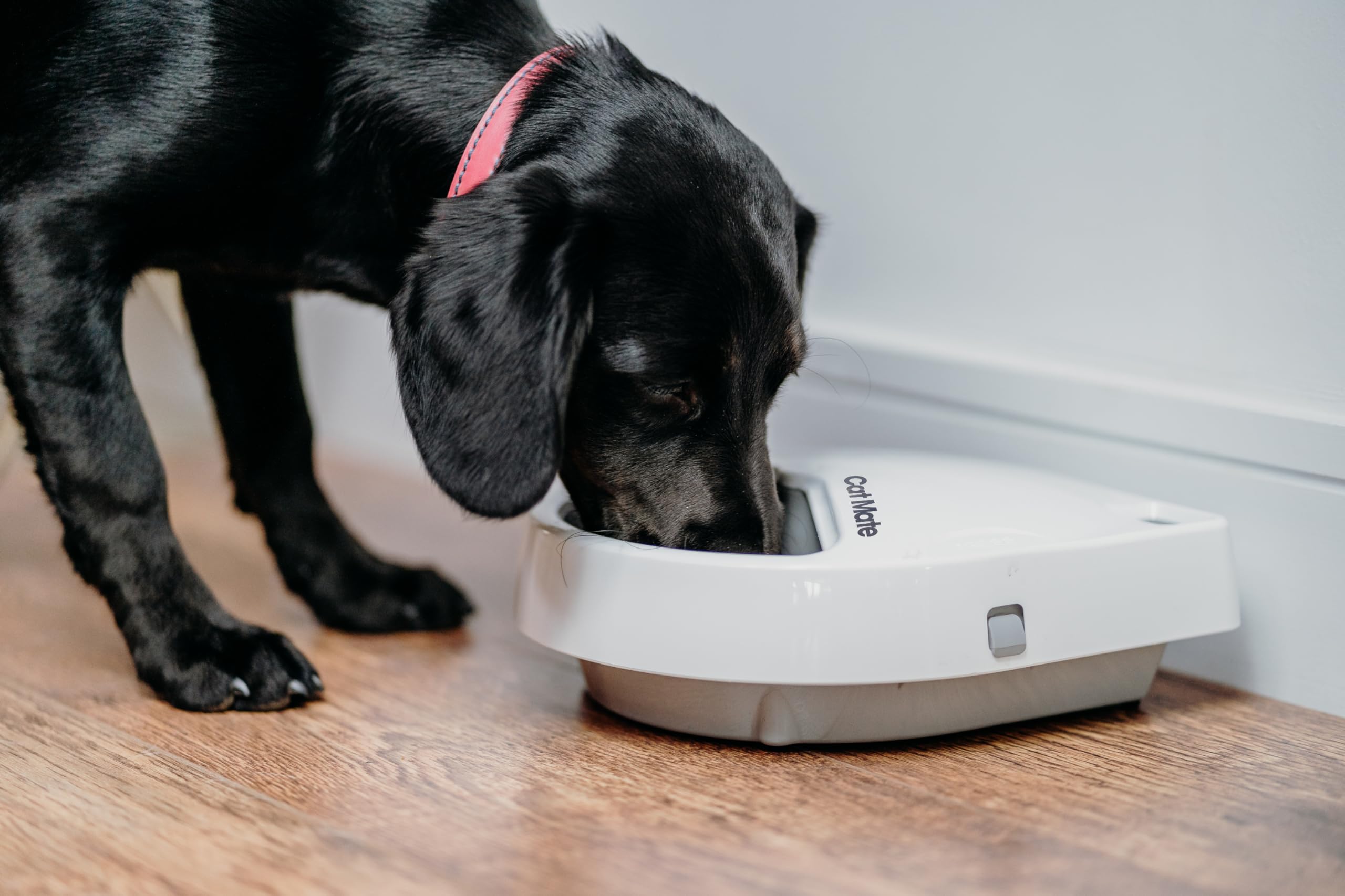 Cat Mate C300 plaque glacée proche maintien frais et sécurité alimentaire