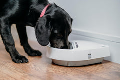 Cat Mate C300 plaque glacée proche maintien frais et sécurité alimentaire