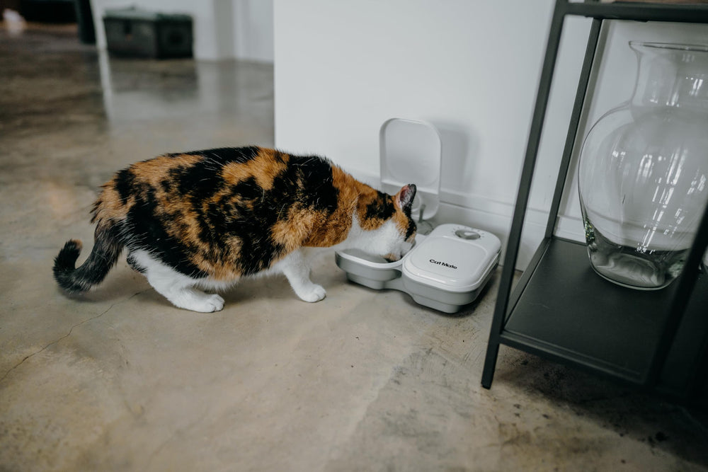 Cat Mate affichage et boutons de programmation pour planifier repas facilement