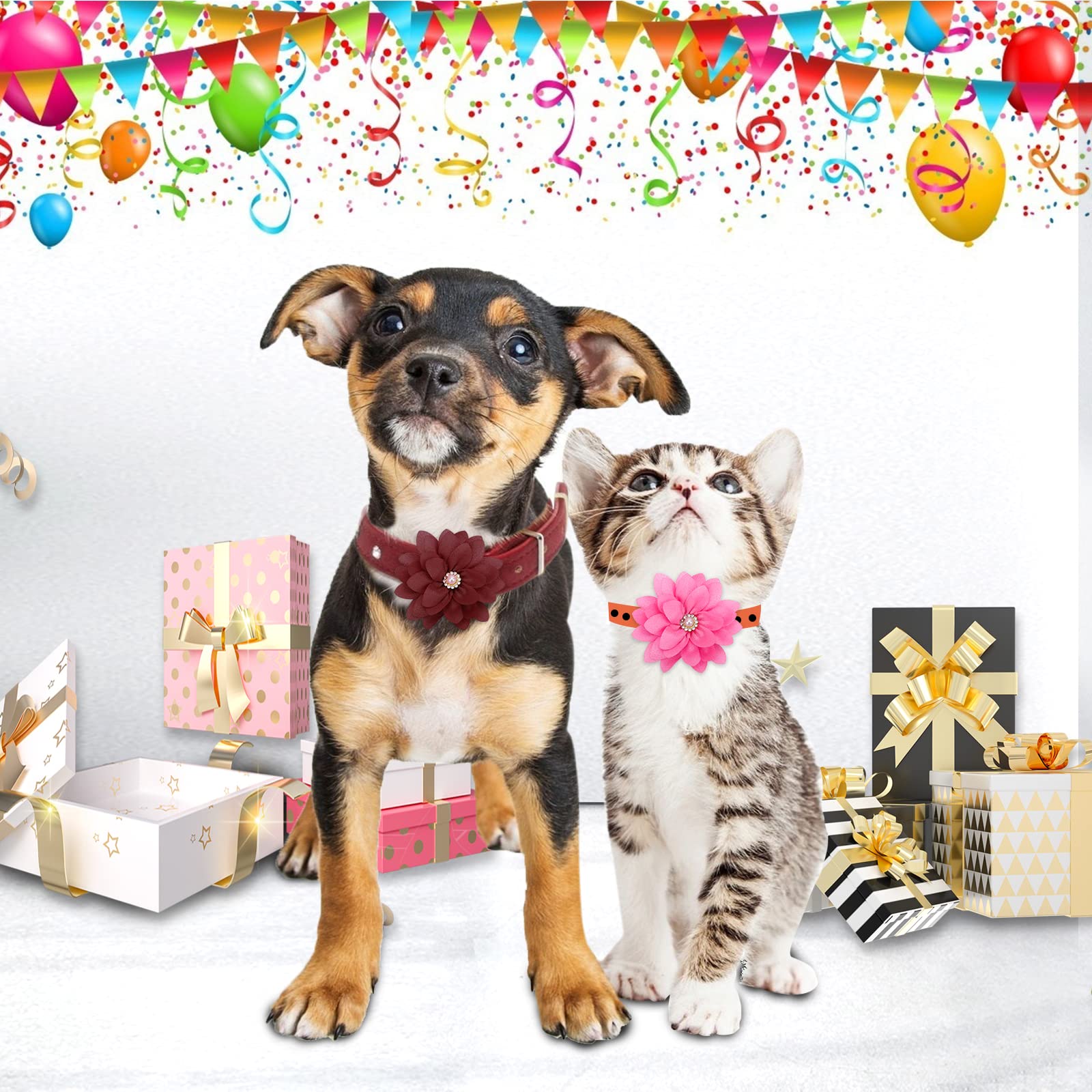 Catcan décor sur animal en fête, idéal pour photos et événements
