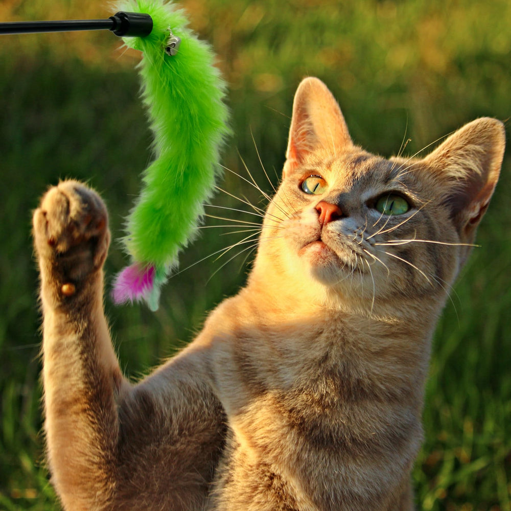 CATENEED scène de salon, jeu propriétaire-chat favorisant lien