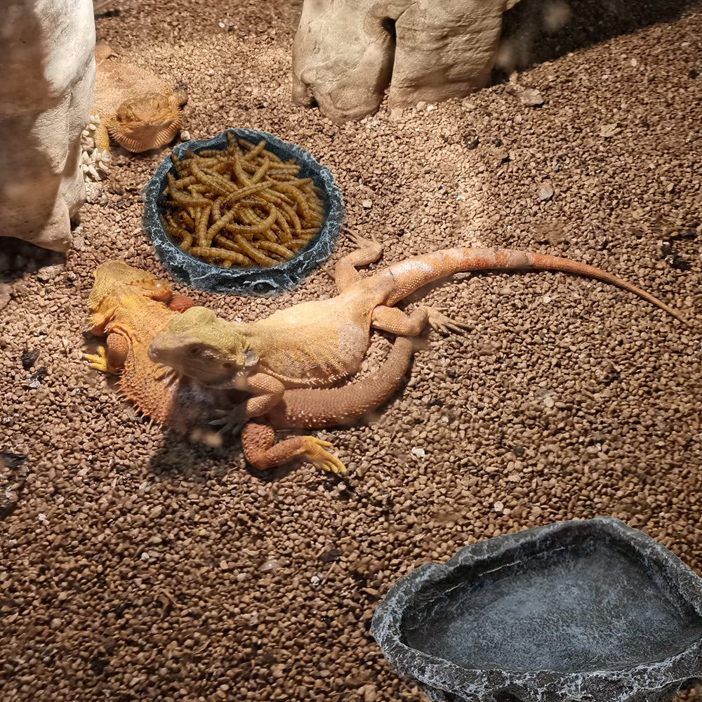 CATENESS bol en usage avec gecko, accès facile pour manger