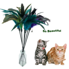 CATENESS gros plan sur les plumes colorées montrant texture et attractivité