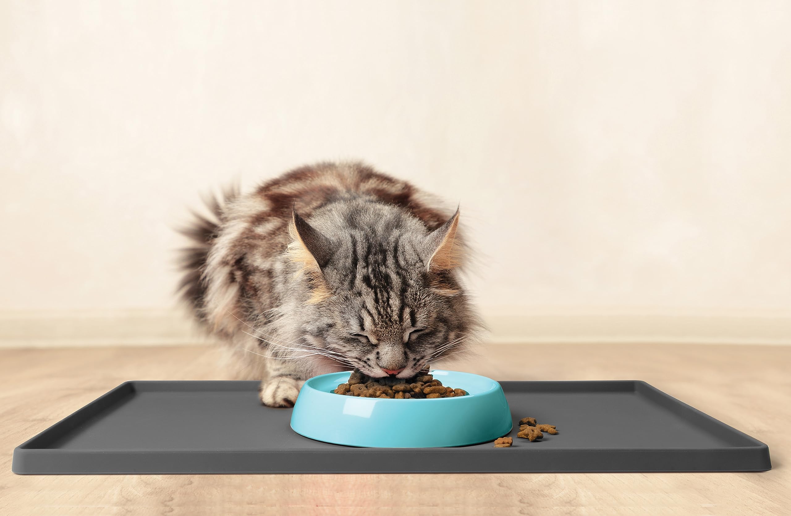 CatGuru chat mange confortablement, montre facilité d'accès
