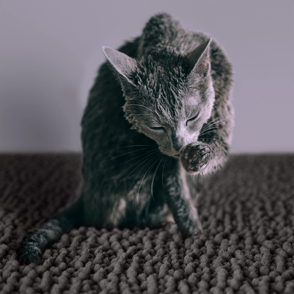 CatGuru comparaison taille montre l’espace couvert par le tapis
