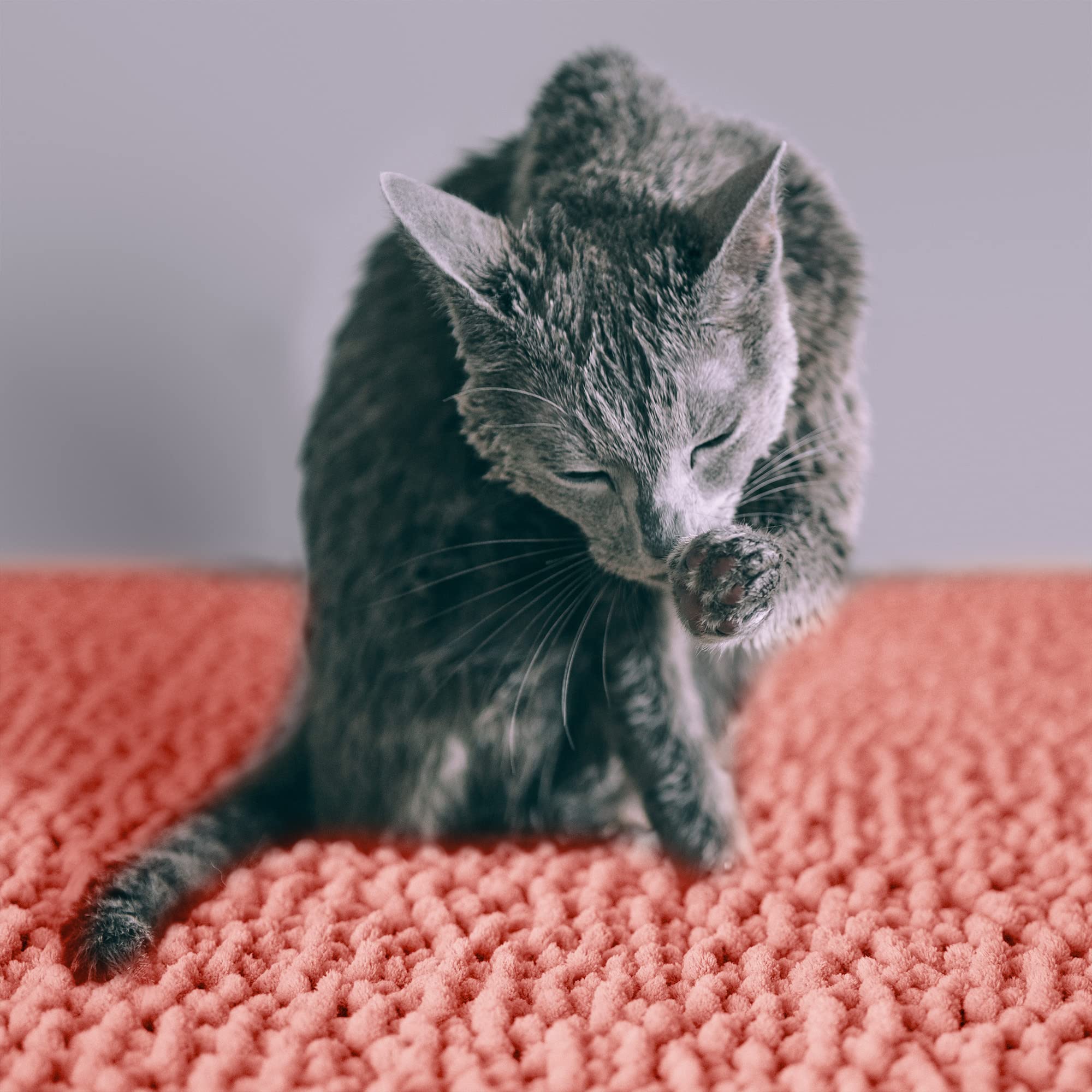 CatGuru comparaison taille Medium adaptée aux bacs standard