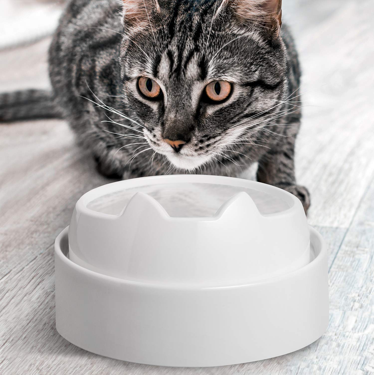 CatGuru gamelle posée sur tapis et table montrant système propre et organisé