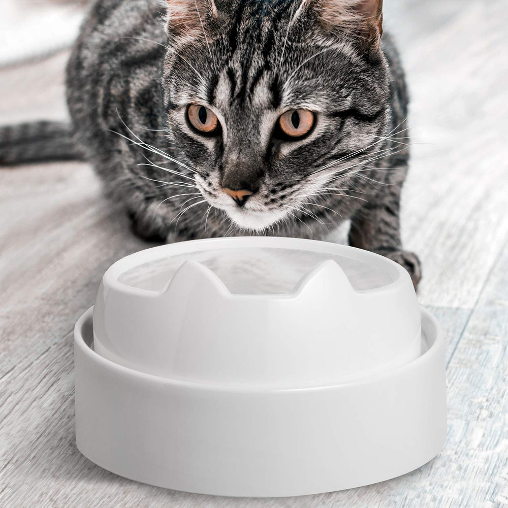 CatGuru gamelle posée sur tapis et table montrant système propre et organisé