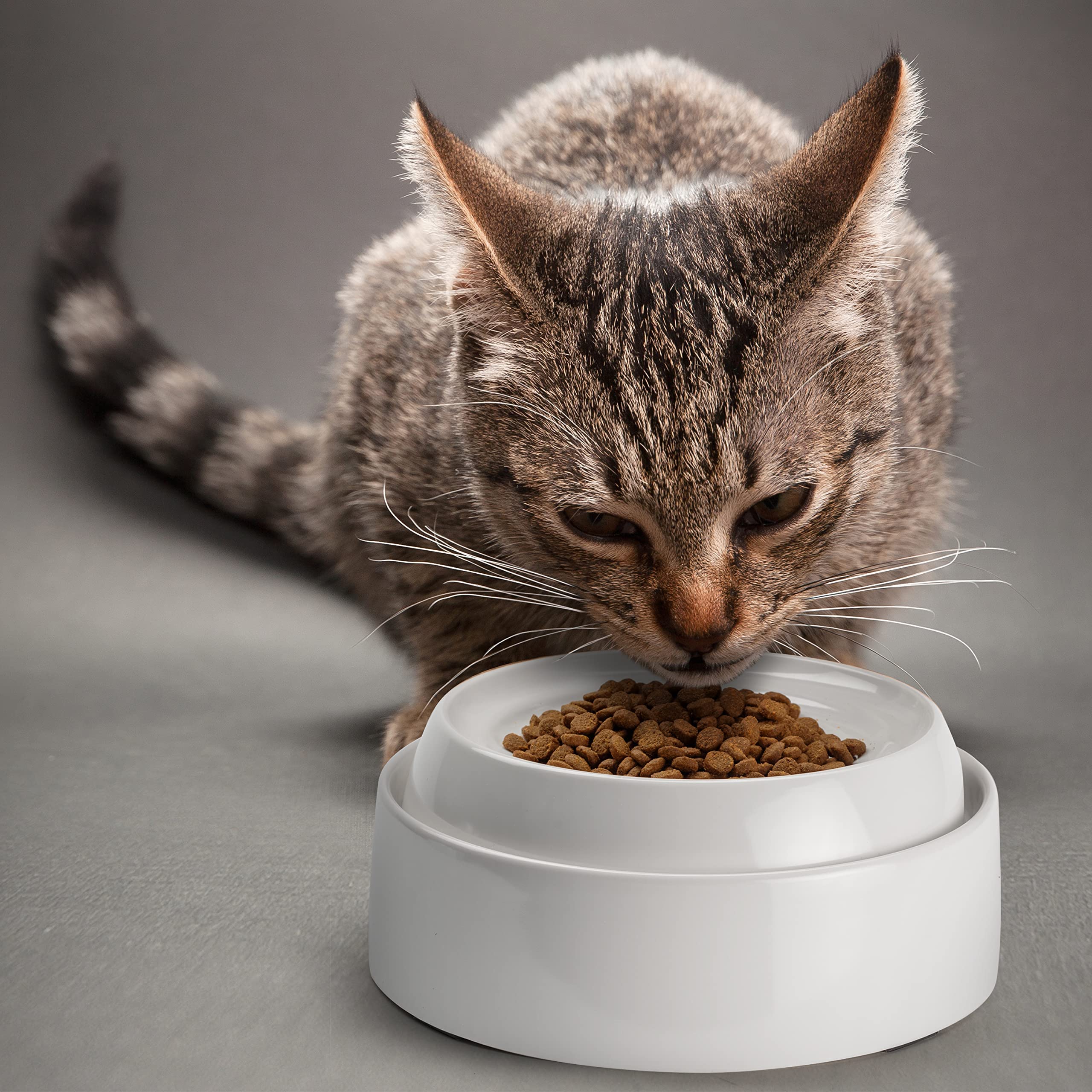 CatGuru gamelle taille comparée à une main montre dimensions compactes pratiques