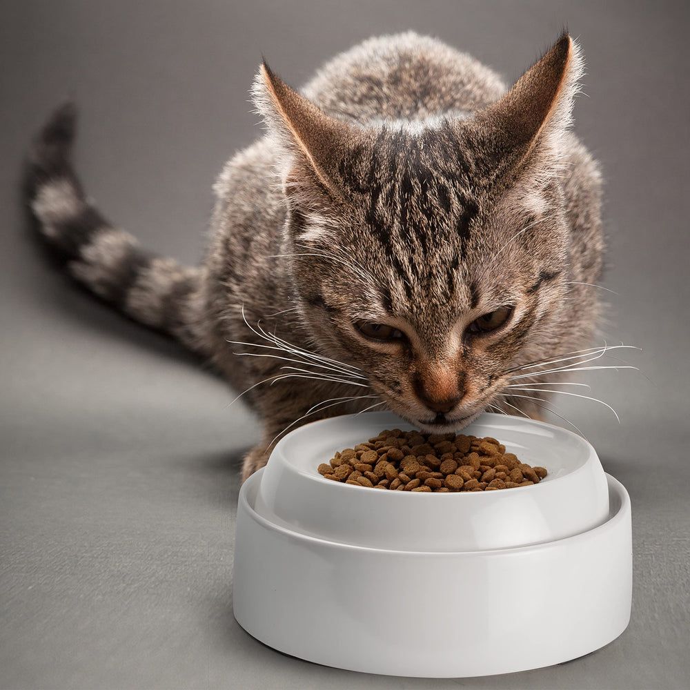 CatGuru gamelle taille comparée à une main montre dimensions compactes pratiques