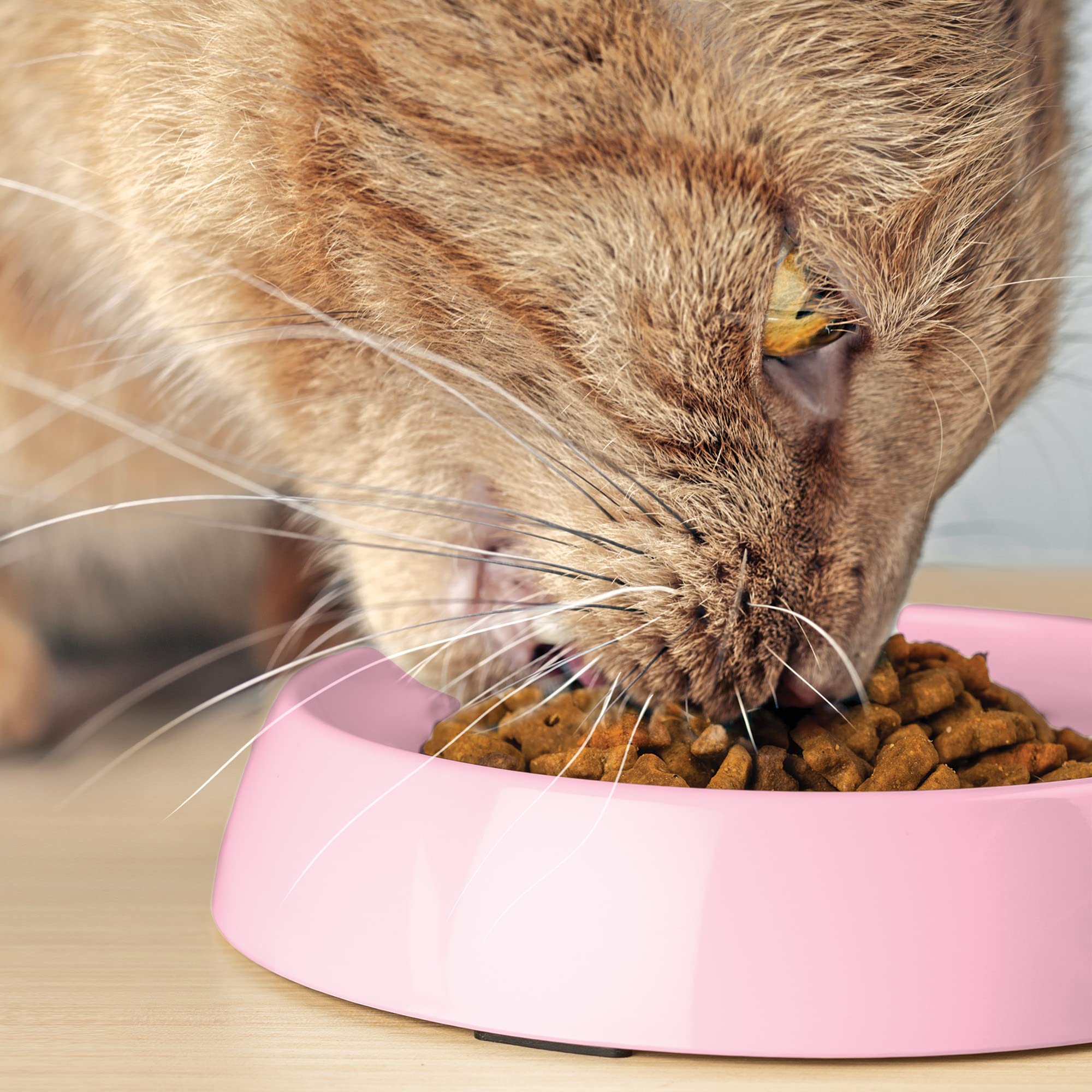 CatGuru gamelle dans cuisine stylée montrant intégration décorative