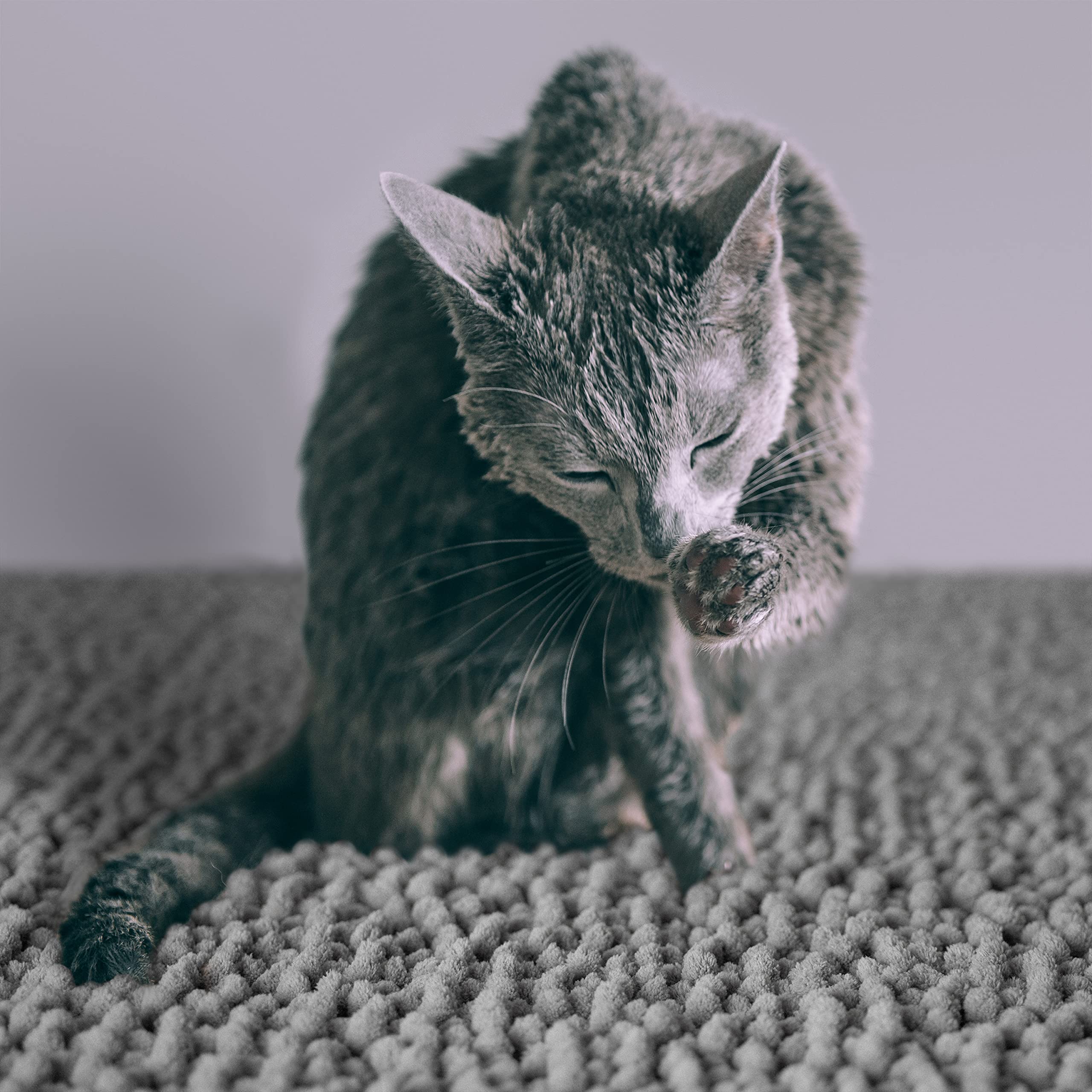 CatGuru tapis à côté d'un bac pour montrer la taille Medium pratique