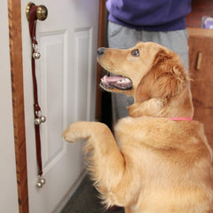 CATHYLIFE chien utilisant la sonnette pour demander sortie pratique