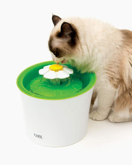 Catit gros plan sur la fleur pour choisir le flux, stimule l'intérêt du chat