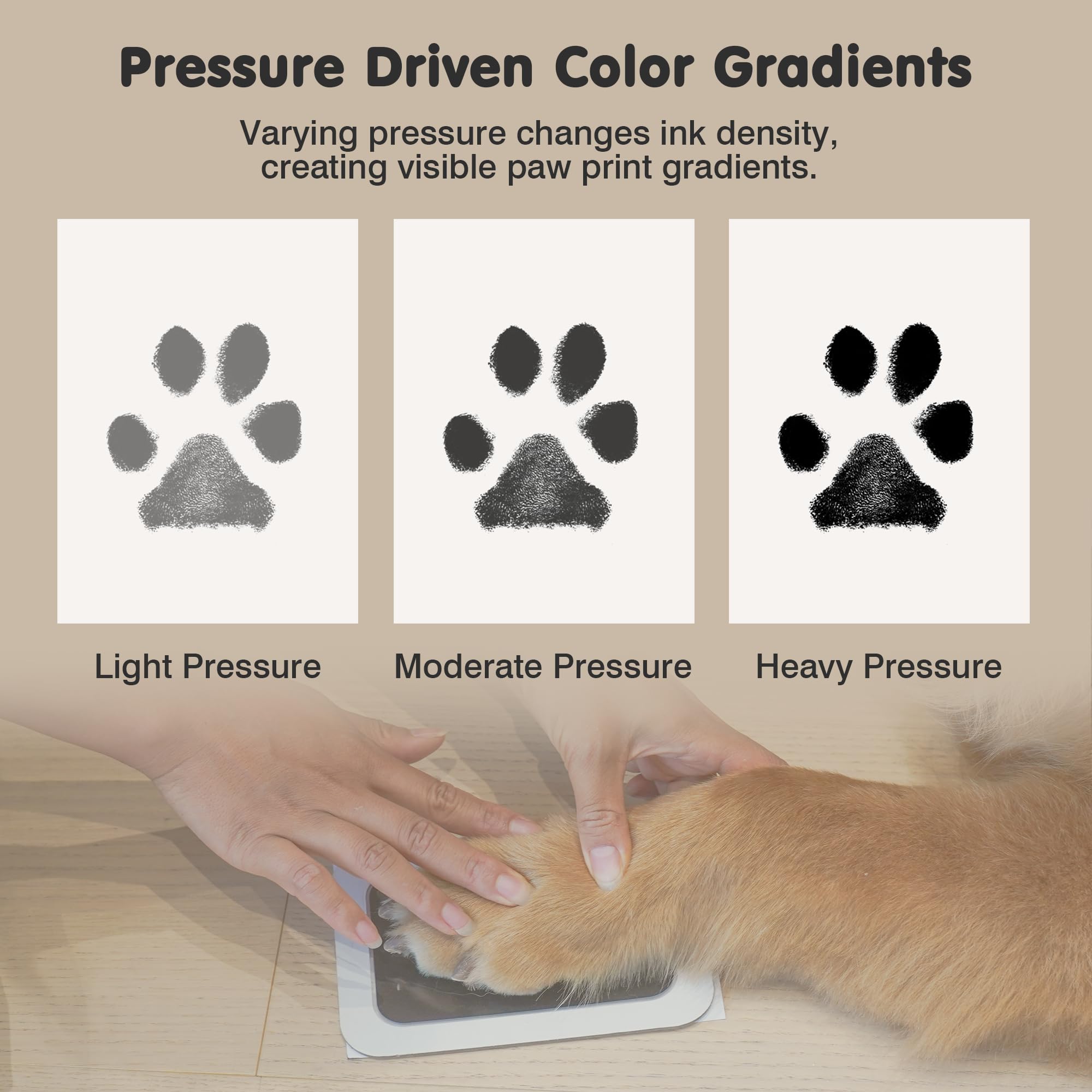 catose comparaison de taille de patte illustrant compatibilité plusieurs âges
