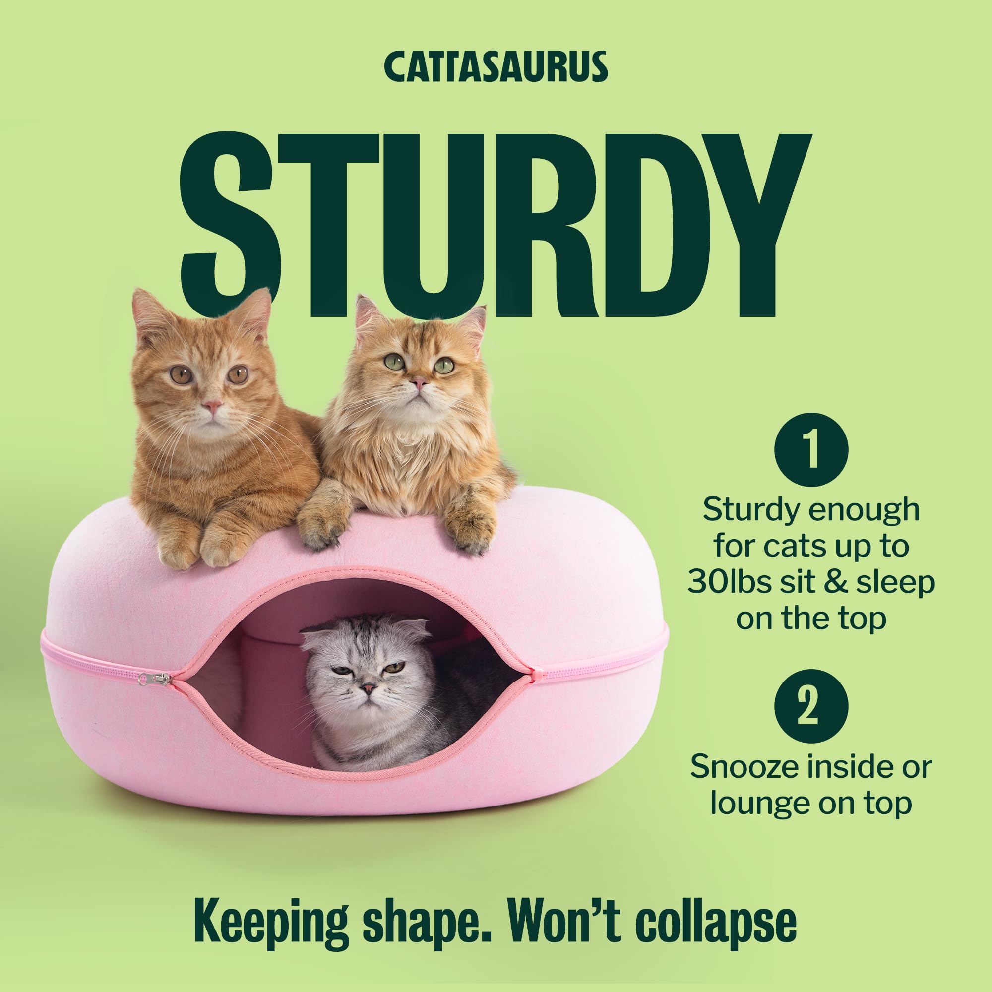 Cattasaurus grand chat dans le lit illustrant capacité et soutien