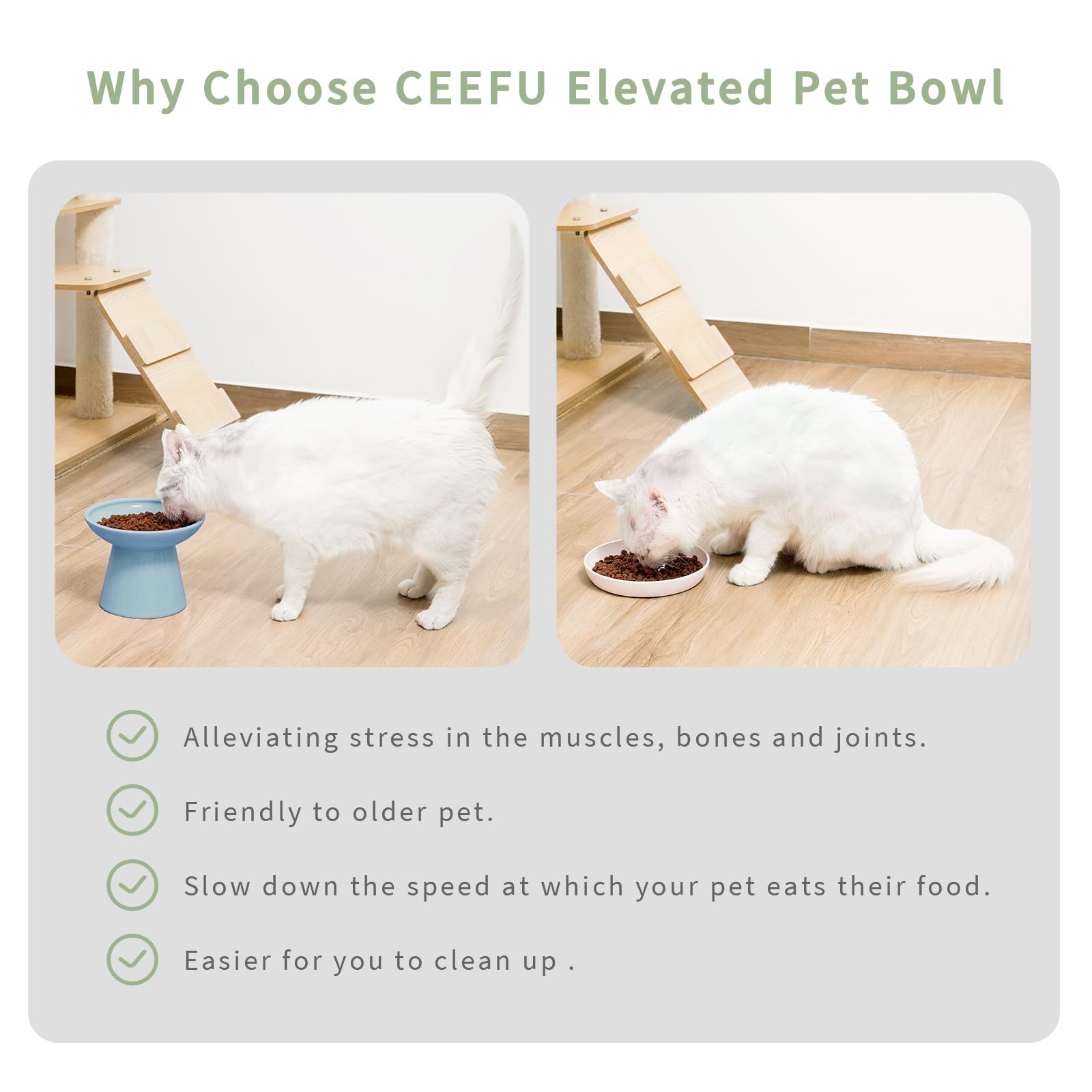 CEEFU comparaison taille bol montre hauteur adaptée pour chat