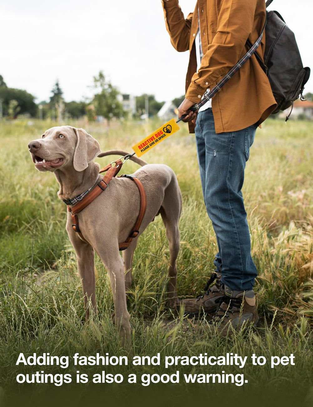 Cgvovgr manche en situation balade limitant le stress du chien