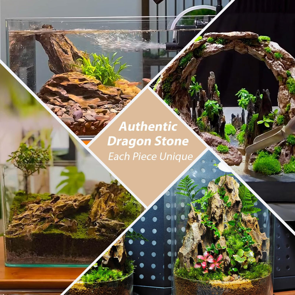 ChaoLeHo décoration de terrarium avec Dragon Stone offrant relief et cachettes