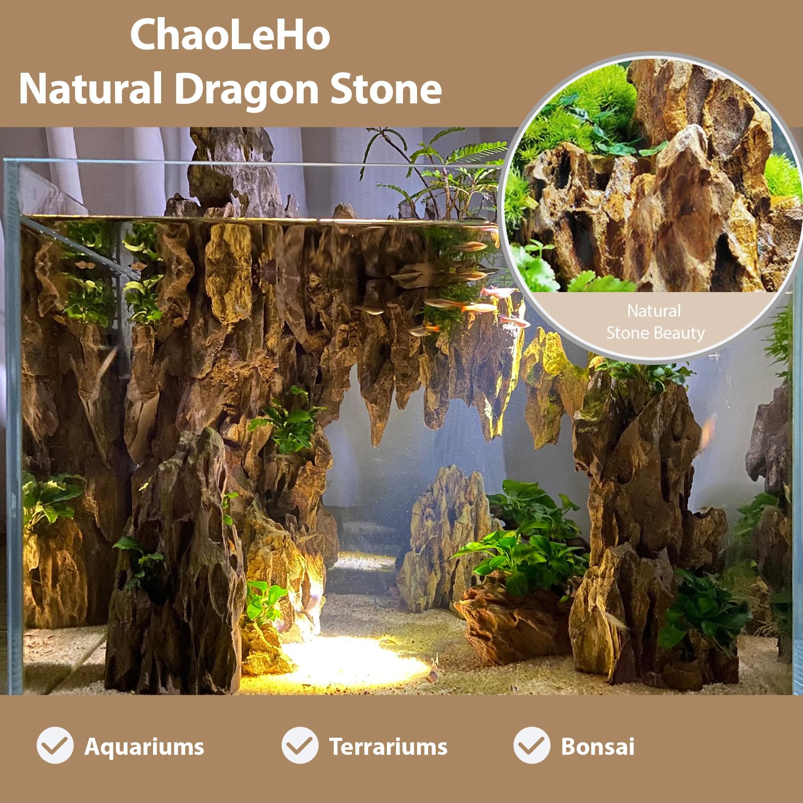 ChaoLeHo gros plan sur texture poreuse montrant ancrage racinaire et micro-habitats
