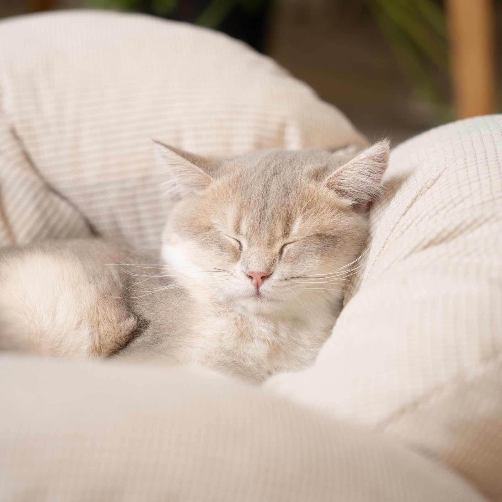 CHEERHOME PETS étiquette matière indiquant nettoyage facile et durabilité