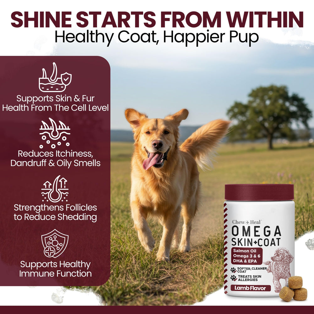 Chew + Heal Labs chiot acceptant une gâterie goût agneau, administration aisée