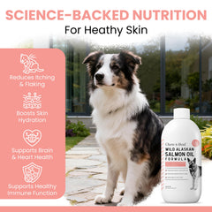 Chew + Heal Labs huile dorée montrant texture et pureté