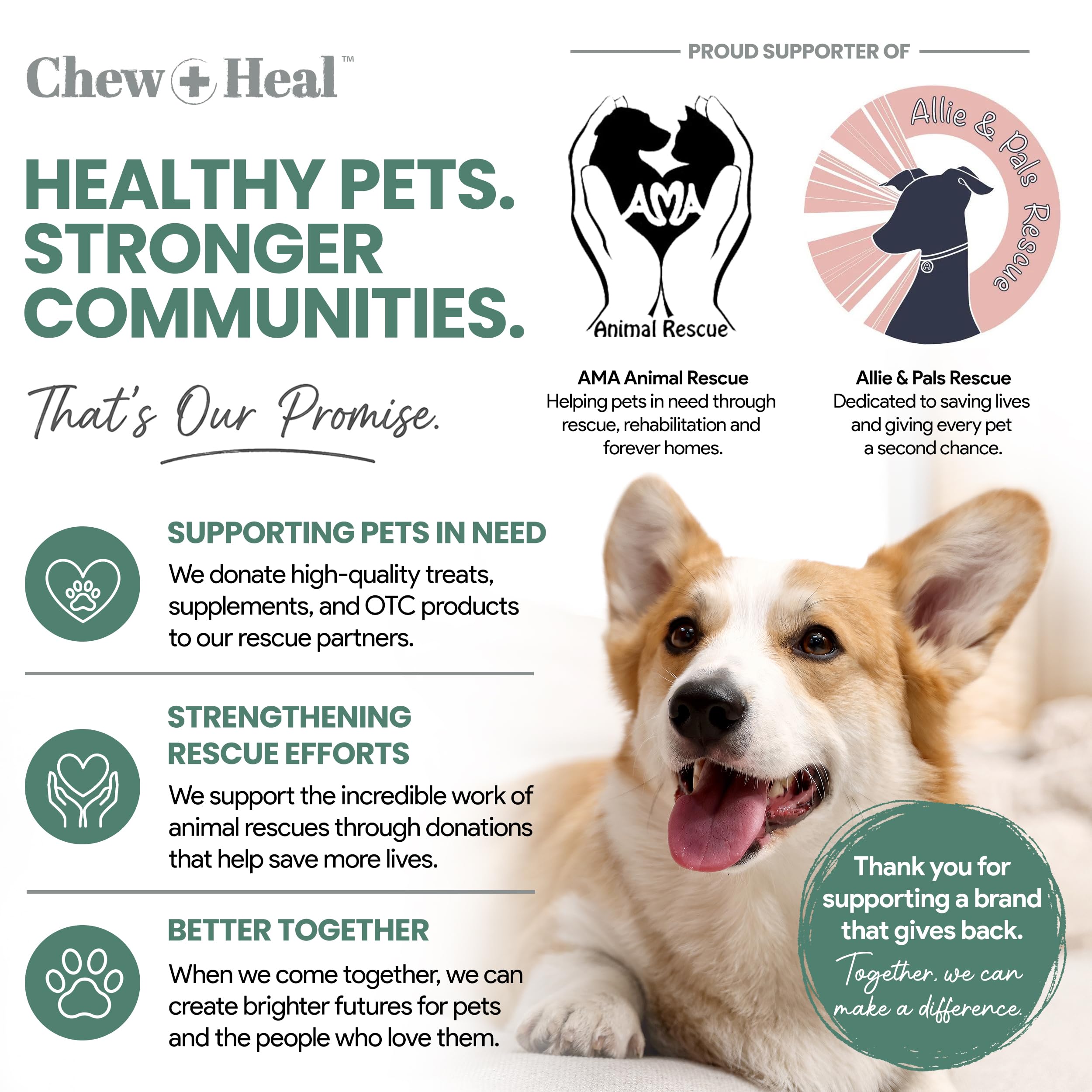 Chew + Heal Labs chien senior actif en promenade après usage régulier