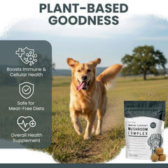 Chew + Heal Labs zoom sur la texture montrant ingrédients naturels et qualité