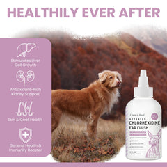 Chew + Heal Labs texture de la solution montrant consistance claire pour nettoyage efficace