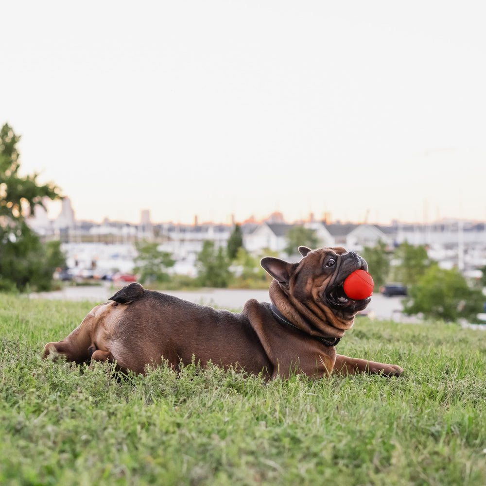 Chew King balle lancée en parc, montre rebond et enthousiasme du chien