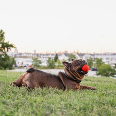 Chew King balle lancée en parc, montre rebond et enthousiasme du chien